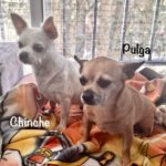 Chihuahua Chinche, 07/2017, ca. 26 cm