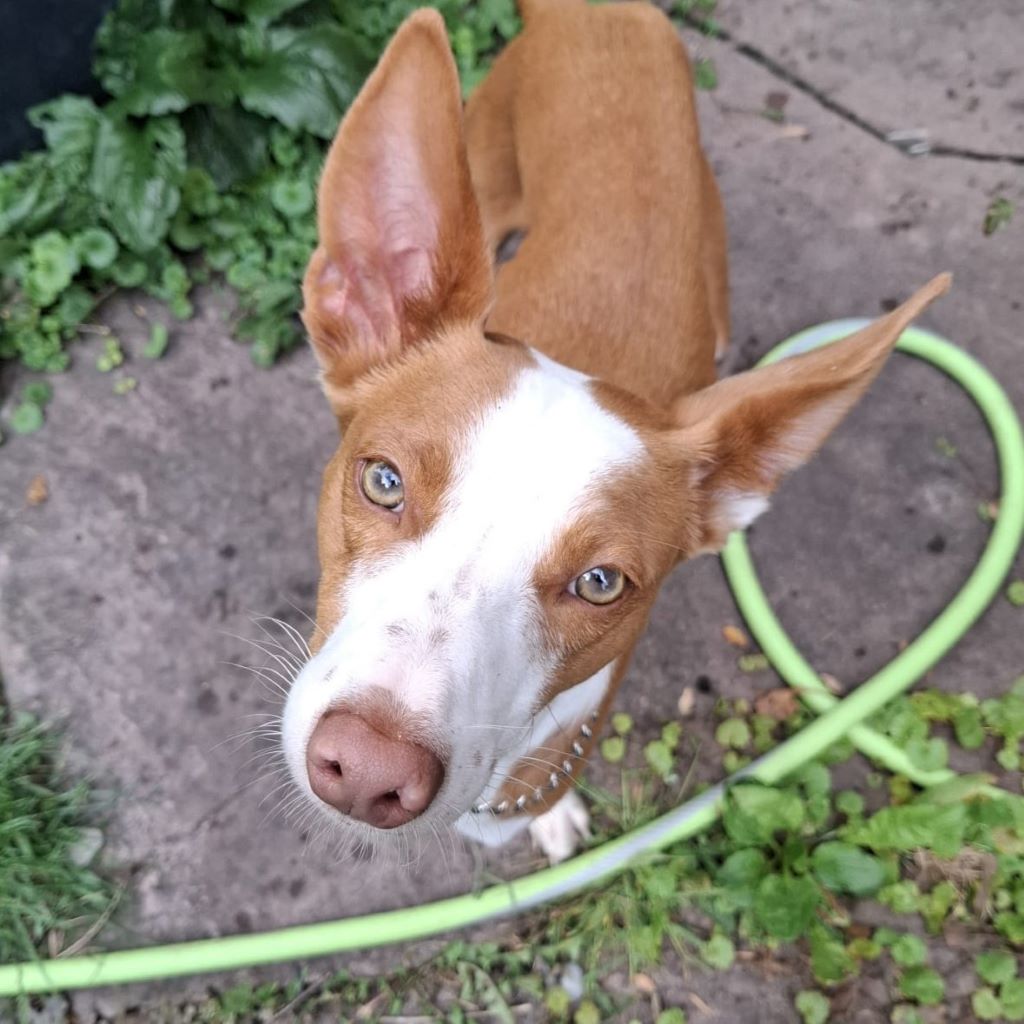 Podenco Chiquitito, 12/2023, ca. 45 cm, 69469 Weinheim