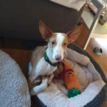 Podenco Chiquitito, 12/2023, ca. 45 cm, 69469 Weinheim