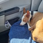 Podenco Chiquitito, 12/2023, ca. 45 cm, 69469 Weinheim