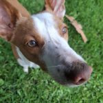 Podenco Chiquitito, 12/2023, ca. 45 cm, 69469 Weinheim