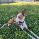 Podenco Chiquitito, 12/2023, ca. 45 cm, 69469 Weinheim