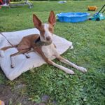 Podenco Chiquitito, 12/2023, ca. 45 cm, 69469 Weinheim