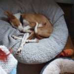 Podenco Chiquitito, 12/2023, ca. 45 cm, 69469 Weinheim