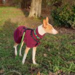 Podenco Chiquitito, 12/2023, ca. 45 cm, 69469 Weinheim