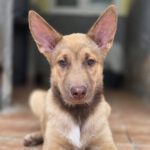 Husky Mischling Chocolate, 05/2025, Endgröße ca. 65 cm