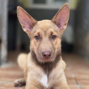 Husky Mischling Chocolate, 05/2025, Endgröße ca. 65 cm