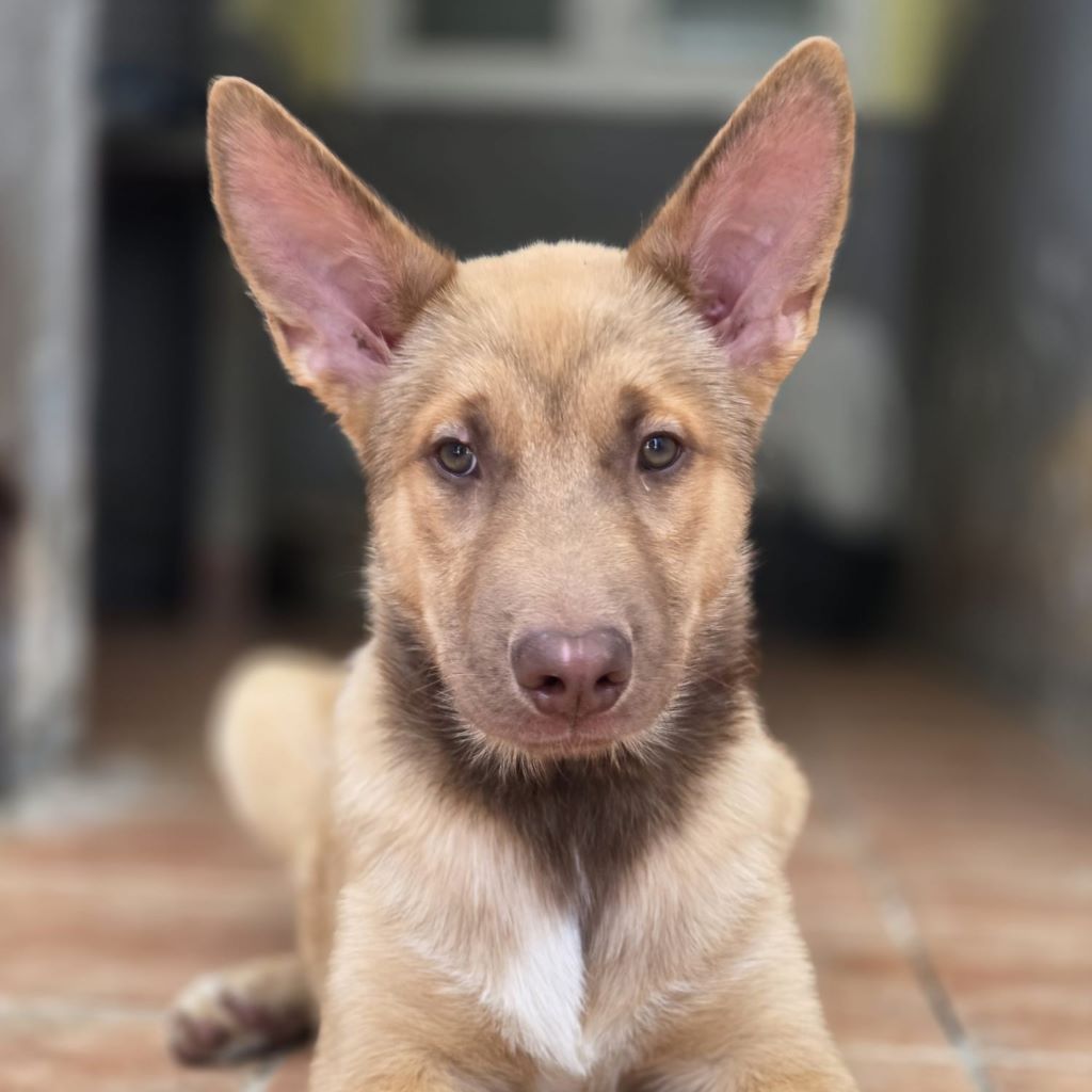 Husky Mischling Chocolate, 05/2025, Endgröße ca. 65 cm