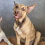 Husky Mischling Chocolate, 05/2025, Endgröße ca. 65 cm