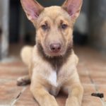 Husky Mischling Chocolate, 05/2025, Endgröße ca. 65 cm