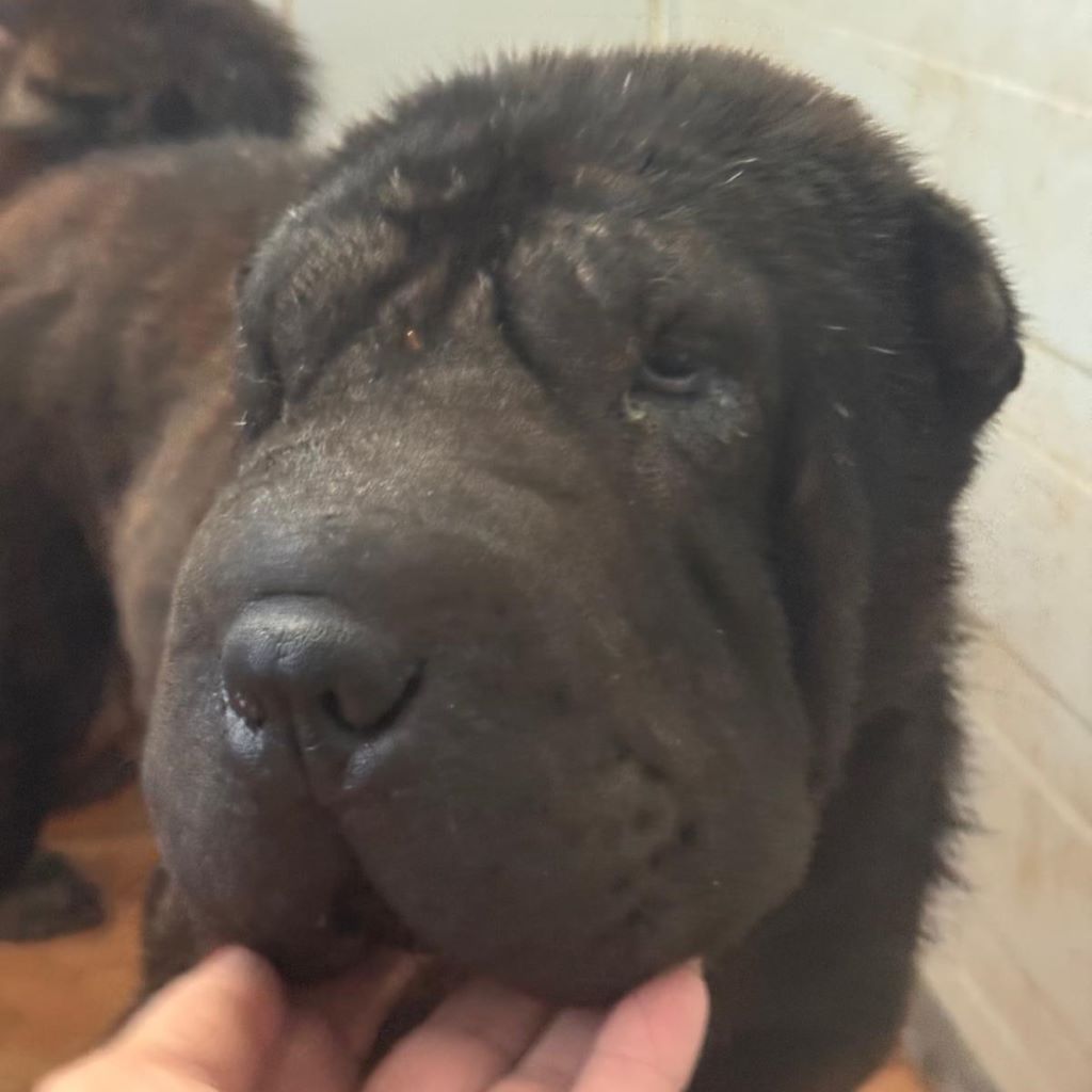 Shar Pei Coca, 09/2021, ca. 45 cm