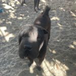 Shar Pei Coca, 09/2021, ca. 45 cm