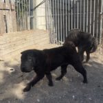 Shar Pei Coca, 09/2021, ca. 45 cm