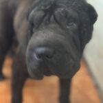 Shar Pei Coca, 09/2021, ca. 45 cm