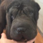 Shar Pei Coca, 09/2021, ca. 45 cm