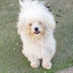 Malteser Copito,01/2024, ca. 25 cm