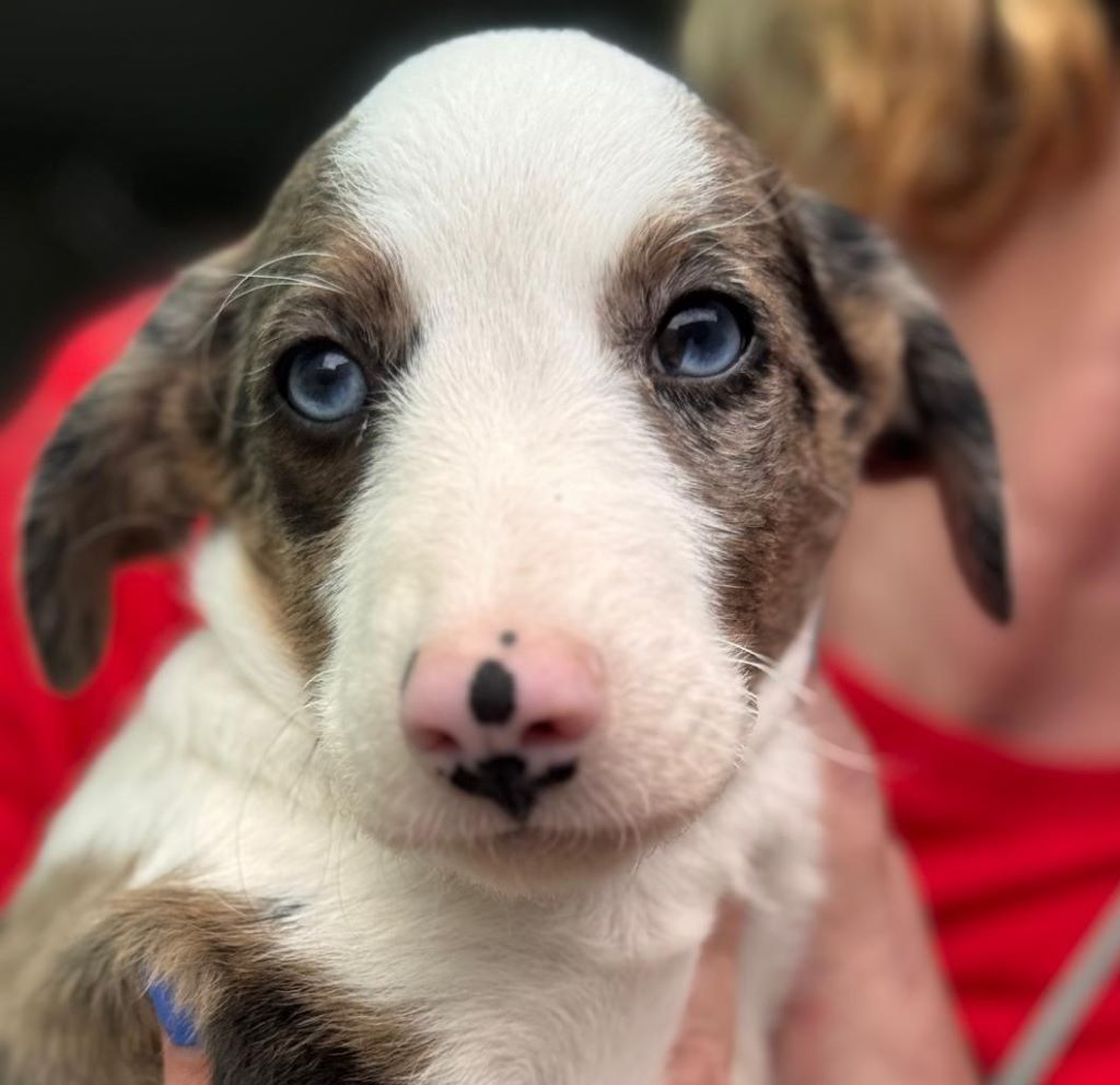 Podenco Collie Mischling Credito Hat Endlich Ein Zuhause SALVA Podenco Collie Mischling Credito Hat Endlich Ein Zuhause SALVA
