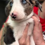 Collie Podenco Mischling Credito, 06/2025, Endgröße ca. 52 cm