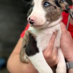 Collie Podenco Mischling Credito, 06/2025, Endgröße ca. 52 cm