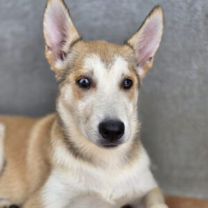 Husky Mischling Crema, 05/2025, Endgröße ca. 60 cm