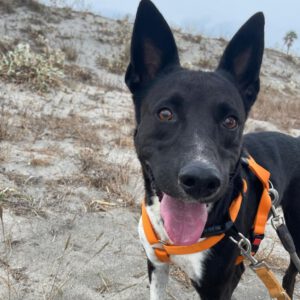 Mischling Daisy, 01/2022, ca. 60- 65 cm