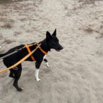 Mischling Daisy, 01/2022, ca. 60- 65 cm