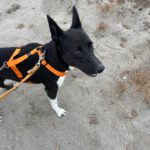 Mischling Daisy, 01/2022, ca. 60- 65 cm