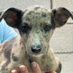 Collie Podenco Mischling Debito, 06/2025, Endgröße ca. 52 cm