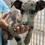 Collie Podenco Mischling Debito, 06/2025, Endgröße ca. 52 cm