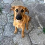 Mischling Dino, 03/2025, Endgröße ca. 45-50 cm