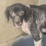 Epagneul Breton Diogenes, 08/2021, ca. 45 cm