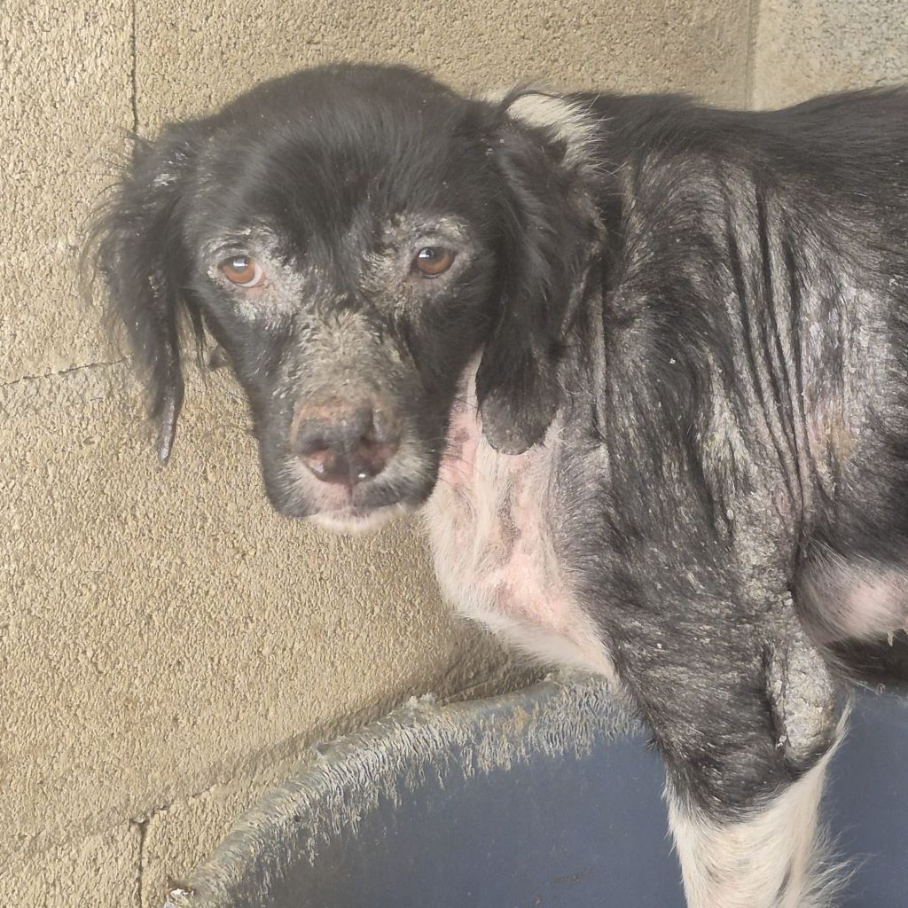 Epagneul Breton Diogenes, 08/2021, ca. 45 cm