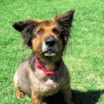 Mischling Duque, 01/2016, ca. 65 cm