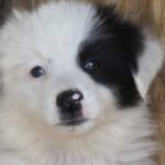 Mischling Eika, 05/2025, Endgröße ca. 40 -45 cm