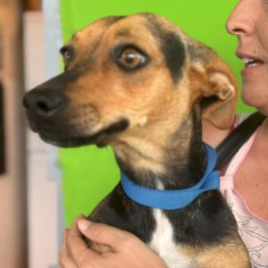 Podenco Bodeguero Mischling Eleanor, 09/2024, ca. 33 cm