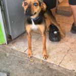 Podenco Bodeguero Mischling Eleanor, 09/2024, ca. 33 cm