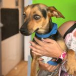 Podenco Bodeguero Mischling Eleanor, 09/2024, ca. 33 cm