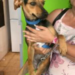 Podenco Bodeguero Mischling Eleanor, 09/2024, ca. 33 cm