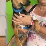 Podenco Bodeguero Mischling Eleanor, 09/2024, ca. 33 cm