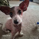 Mischling Elfa, 02/2020, ca. 30 cm, 45481 Mülheim an der Ruhr