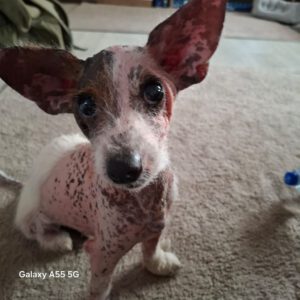 Mischling Elfa, 02/2020, ca. 30 cm, 45481 Mülheim an der Ruhr