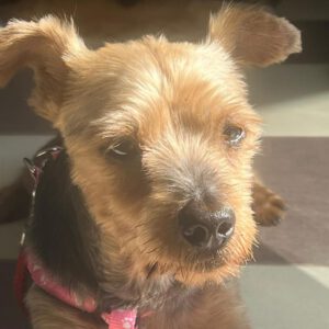 Yorkshire Terrier Ernesto, 08/2017, ca. 35 cm,66125 Saarbrücken