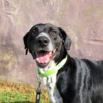 Mischling Excalibur, 08/2020, ca. 63 cm