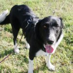 Mischling Fanny, 12/2021, ca. 61 cm,17279 Lychen