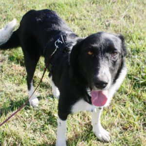 Mischling Fanny, 12/2021, ca. 61 cm,17279 Lychen