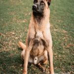 Malinois Mischling Finn, 02/2022, ca. 60 cm