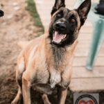 Malinois Mischling Finn, 02/2022, ca. 60 cm