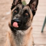 Malinois Mischling Finn, 02/2022, ca. 60 cm