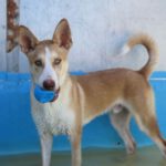 Mischling Focus, 11/2024, ca. 55 cm