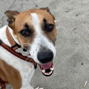 Podenco Mischling Fresa, 08/2023, ca. 50 cm